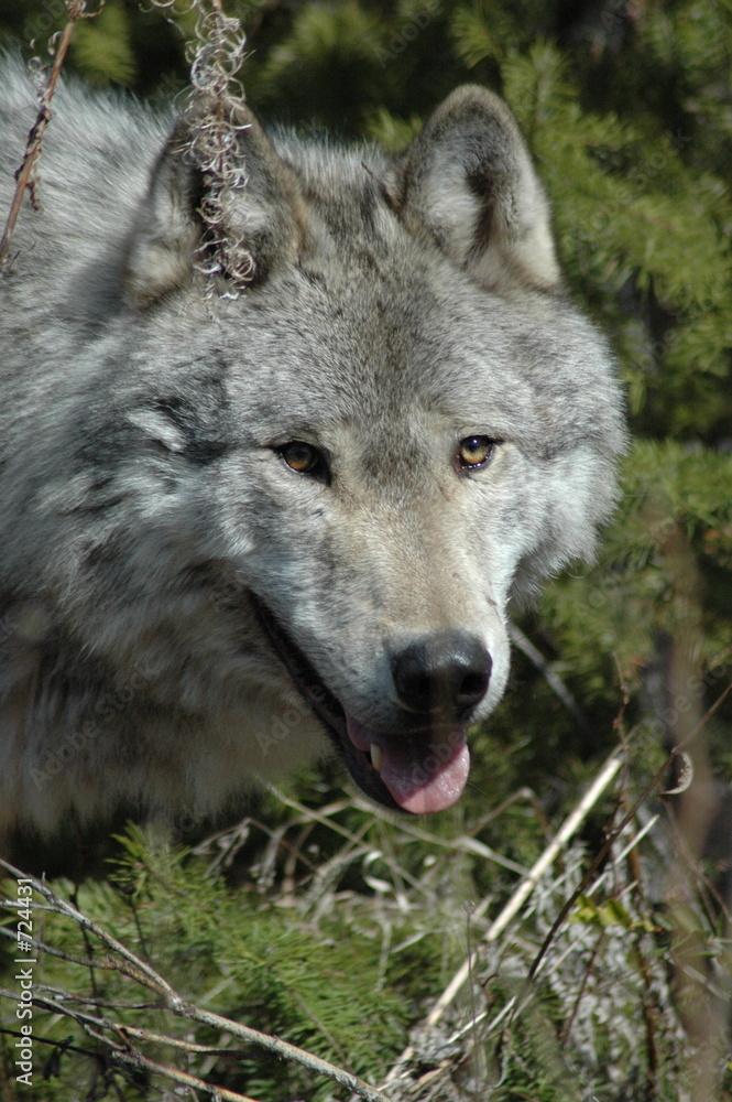 wolf face wolf face