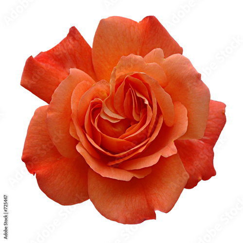 Fototapeta Naklejka Na Ścianę i Meble -  rose