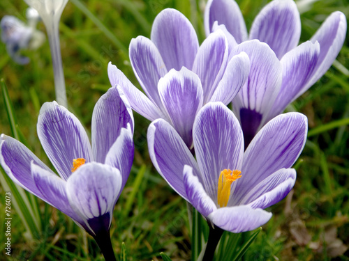 frühlingsblumen