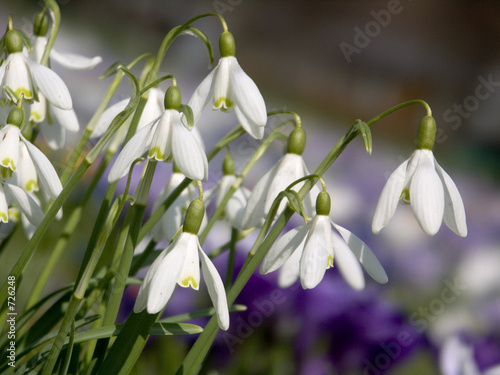 frühlingsblumen