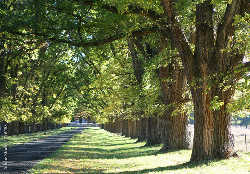 elm trees photo