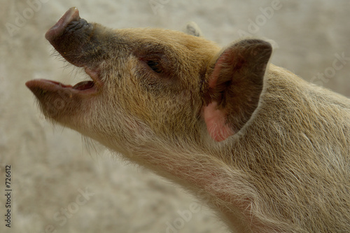 the pig