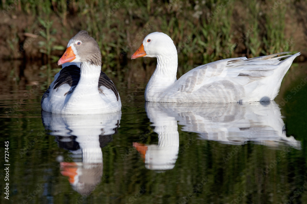 the gooses the gooses