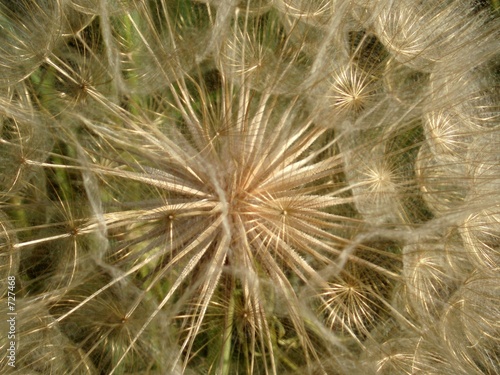 golden dandelion