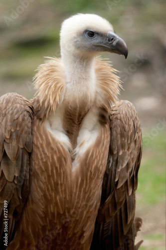 rotten vulture