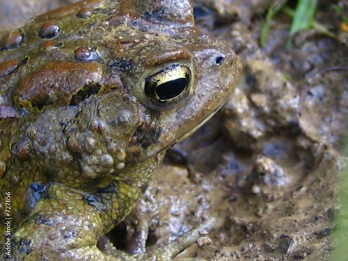 frog photo