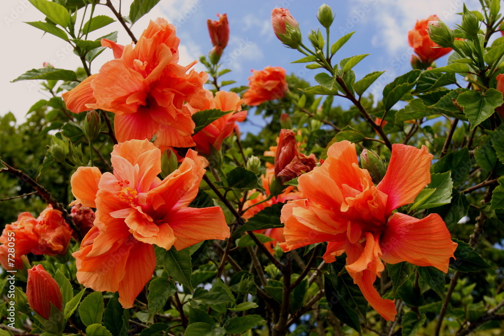 orange double-headed hibiscus