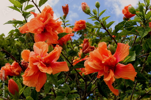 orange double-headed hibiscus