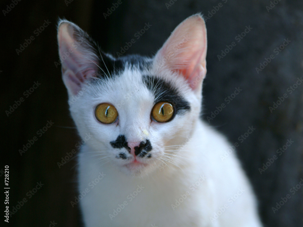 cat cat