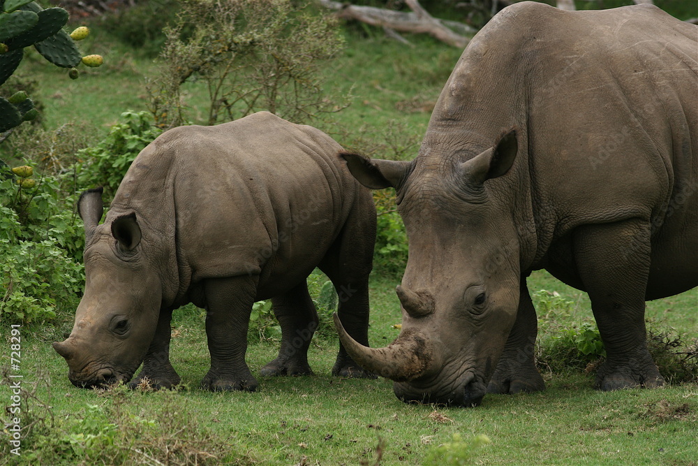 mother & baby rhino mother & baby rhino