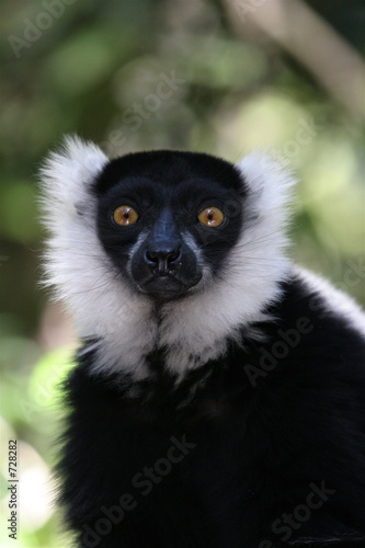 black lemur stare