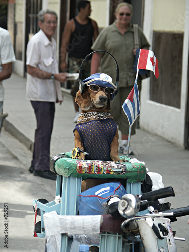 kubanischer hund © Bea Busse