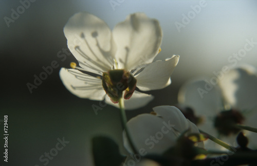 obstblüte