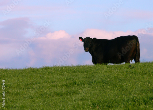 black cow 2
