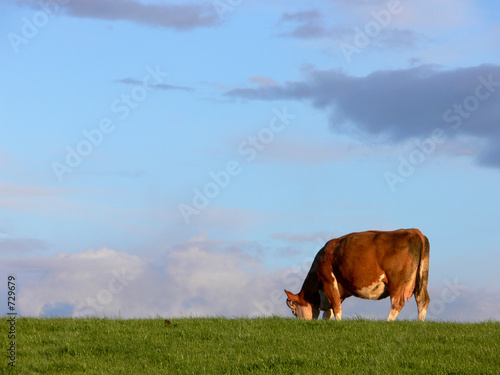 cow grazing 1