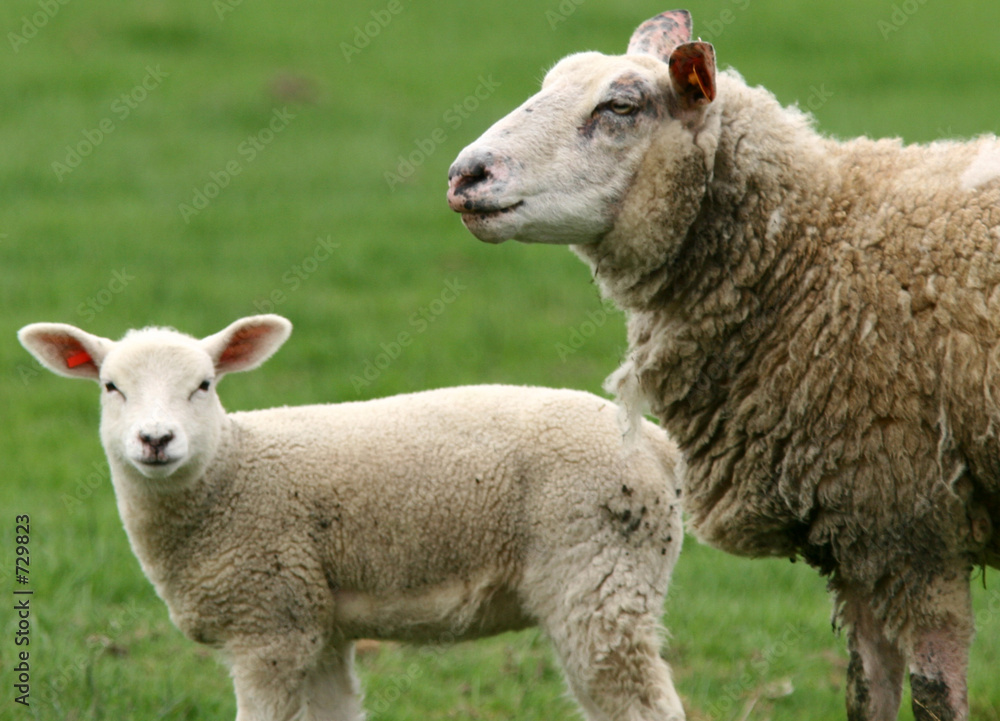 mouton 2 mouton 2