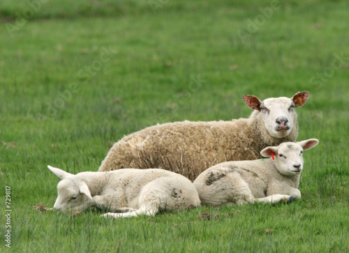 mouton 6