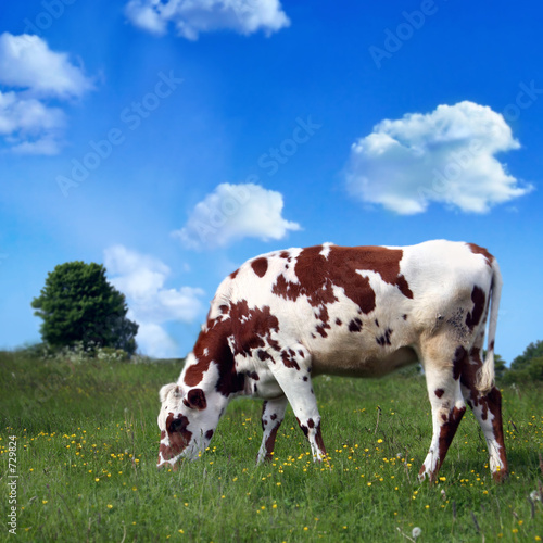  cow © Mikael Damkier