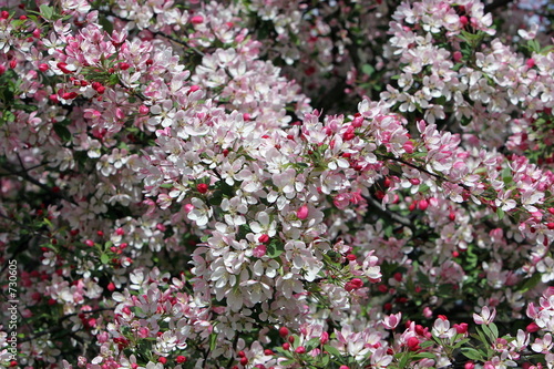 cherry blossom