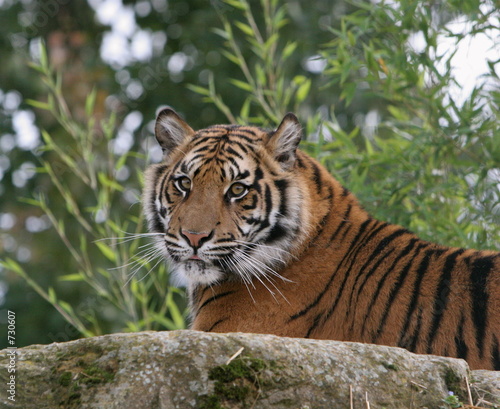 tiger on rock