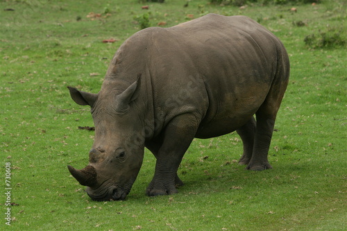 white rhino grazing