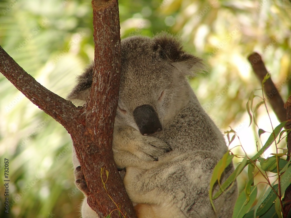 Foto koala