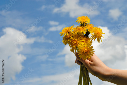 sowthistles photo