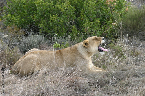 lioness yawning