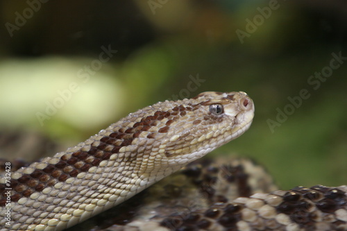 neotropical rattlesnake
