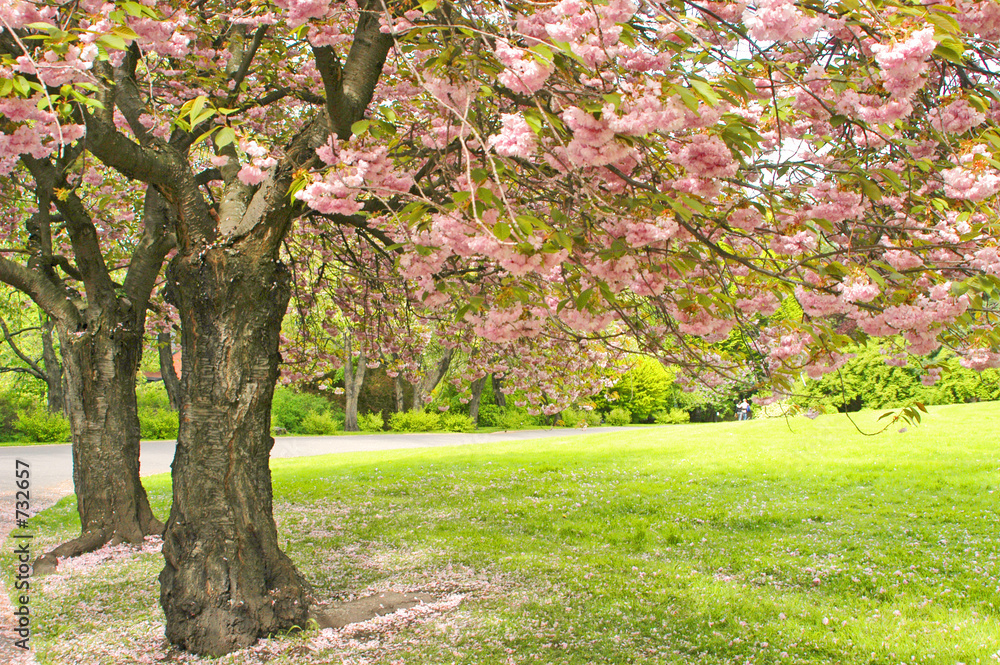 Naklejka premium trees