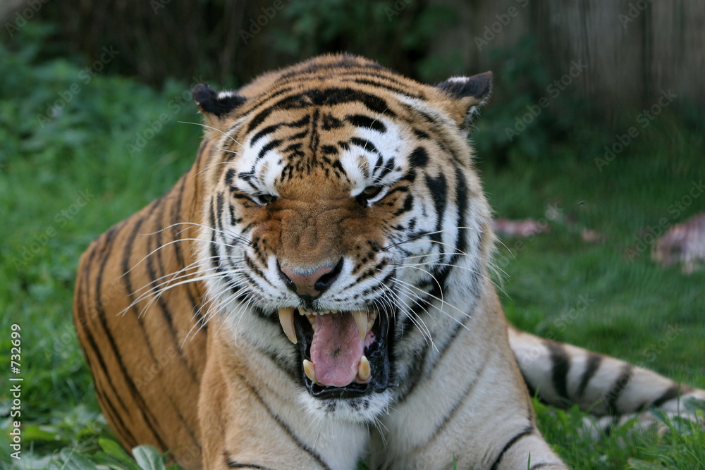 Fototapeta premium tiger roar