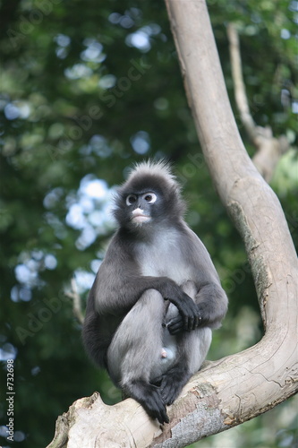 spectacled langur