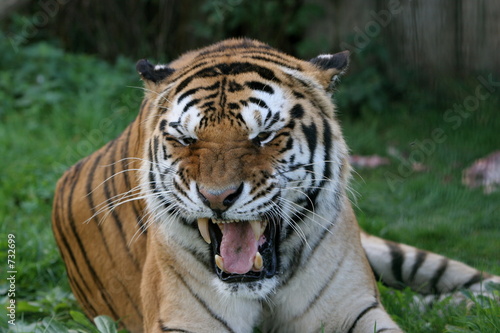 tiger roar
