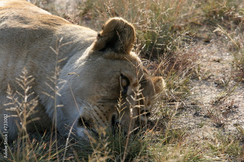 lioness resting