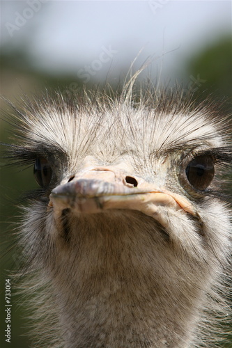 ostrich head  close up