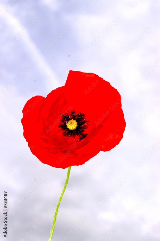Obraz premium coquelicot du ciel