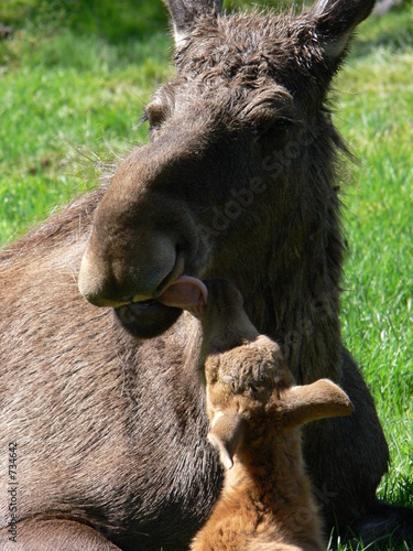 elchfamilie