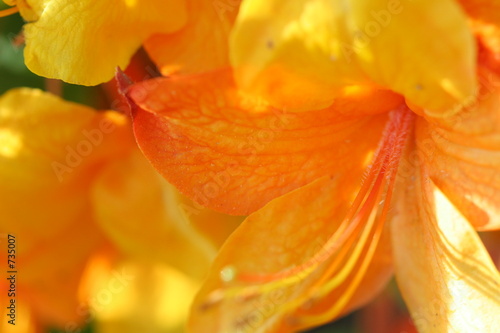 orange azalea