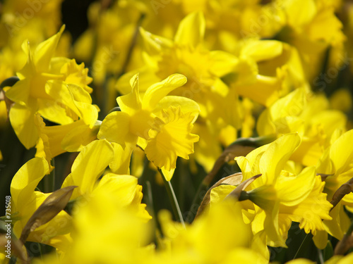 daffodils in bloom