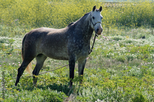caballo andaluz