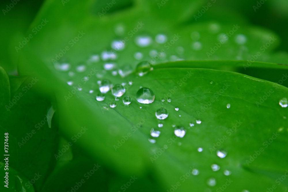 Fotografía dew on a leaf