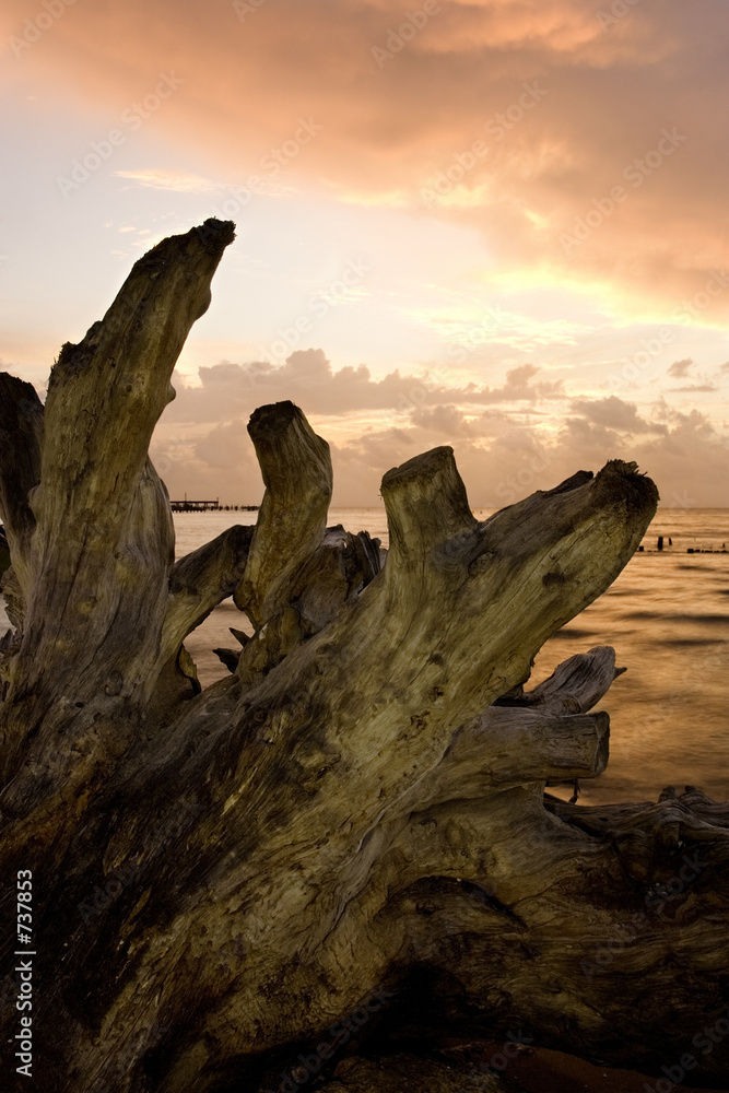 driftwood at dawn