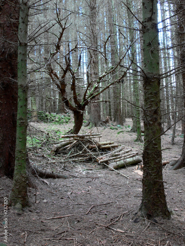 dark woods