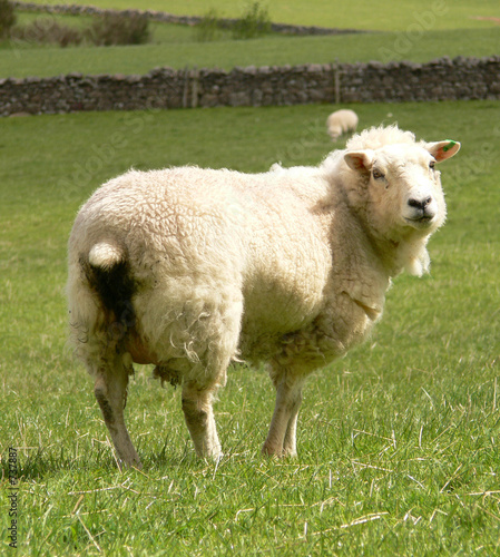 sheep 1