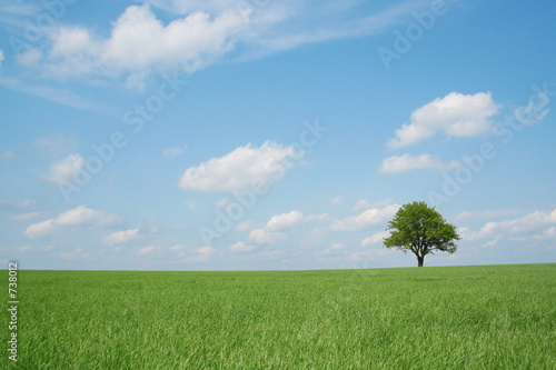 spring landscape