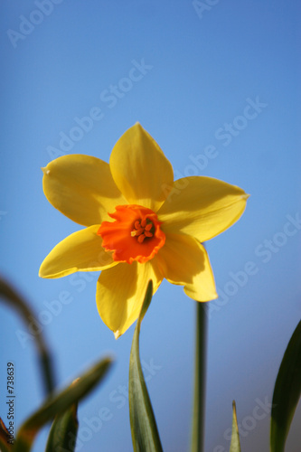 single daffodil