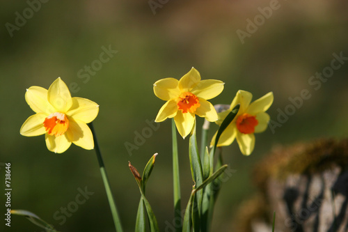 daffodil flowers