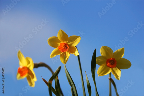 two colored tulips