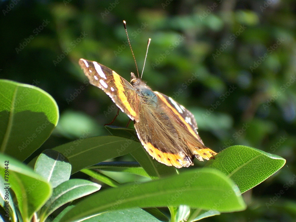 Obraz premium schmetterling