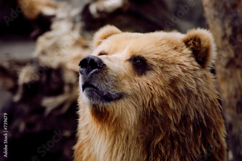 north-american grizzly bear
